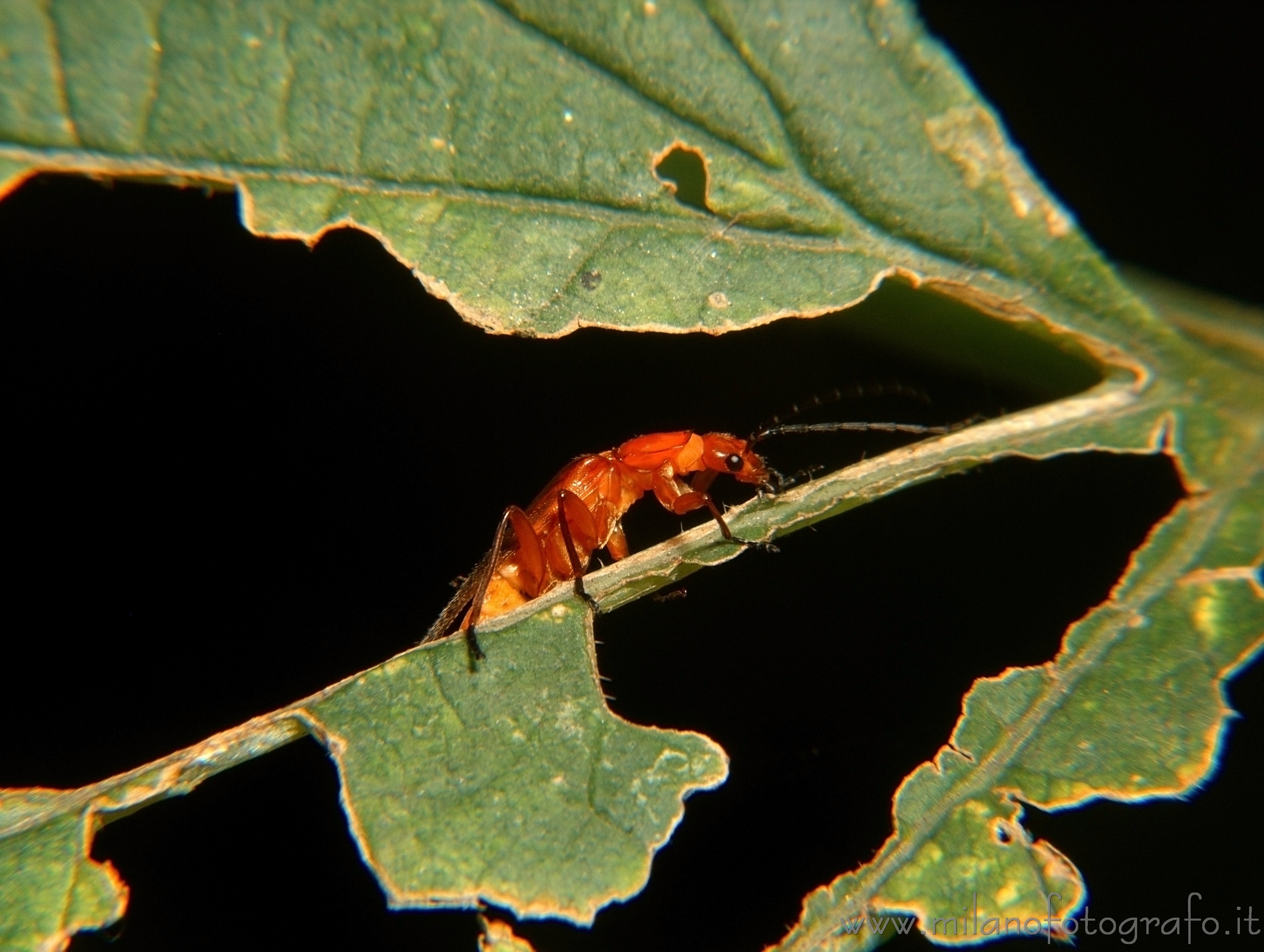 Cadrezzate (Varese, Italy) - Rhagonycha fulva